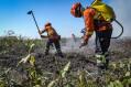 Bombeiros abrem processo seletivo para contratação de brigadistas que vão reforçar combate aos incêndios florestais