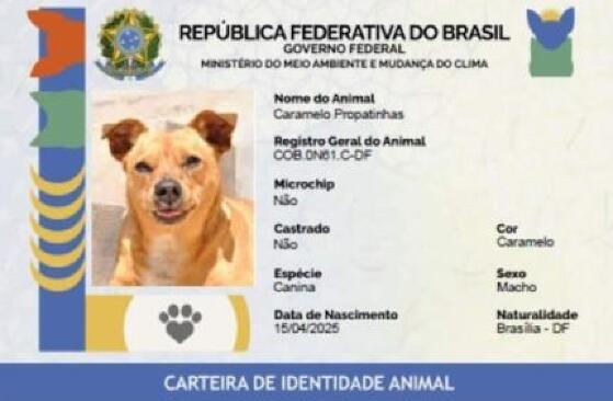 Saiba como funciona o SinPatinhas, novo RG Animal para cães e gatos