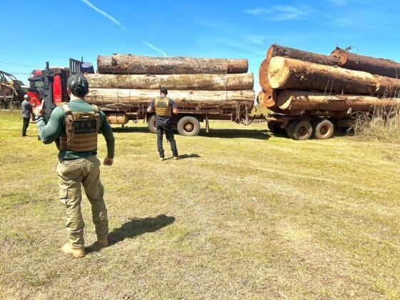 Polícia Civil apreende caminhões carregados de madeira em mais uma fase de operação contra desmatamento em Juína